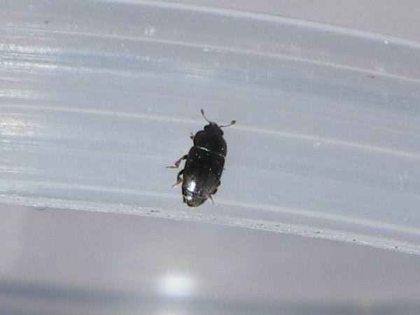Nitidulidae - Meligethes sp.
